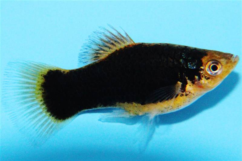 Xiph.maculatus   Platy hawaii M